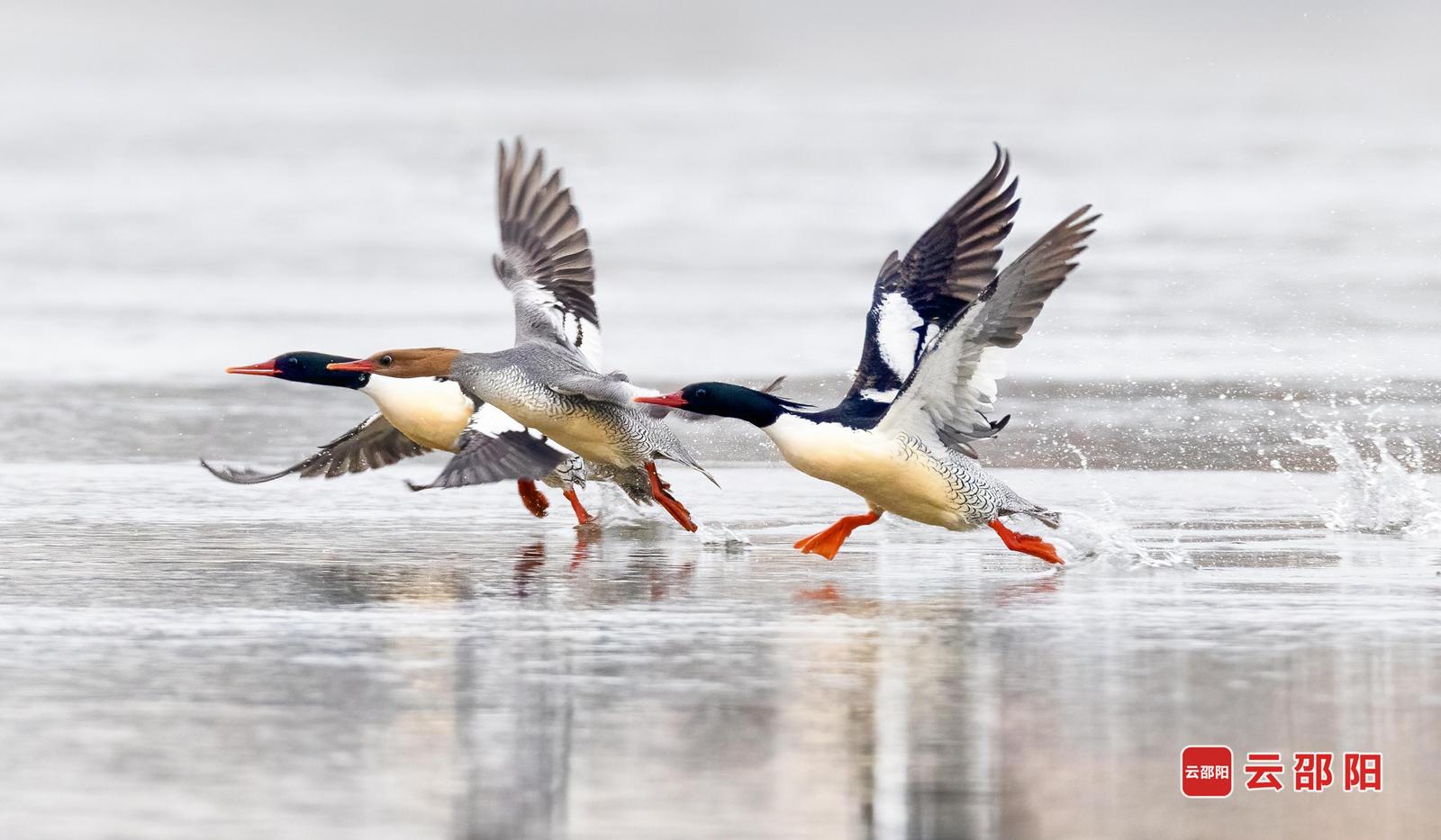 中华秋沙鸭(国家一级保护)摄于邵阳县金称市镇
