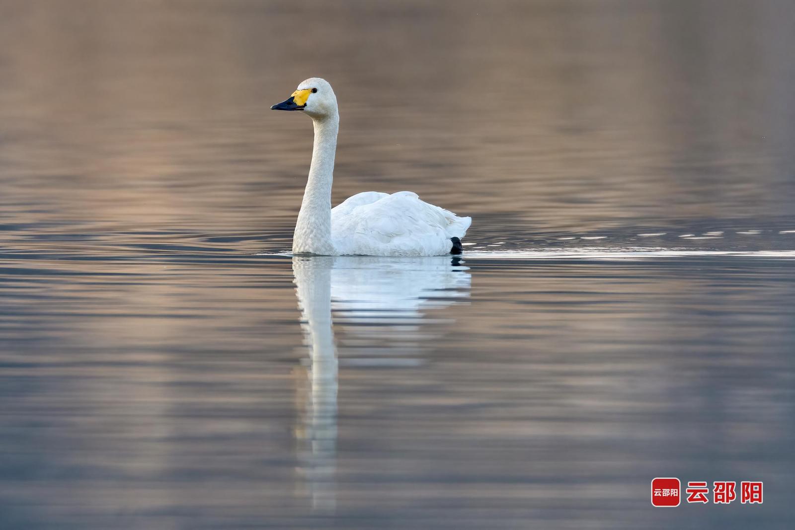 小天鹅(国家二级保护)摄于邵阳县小溪市镇