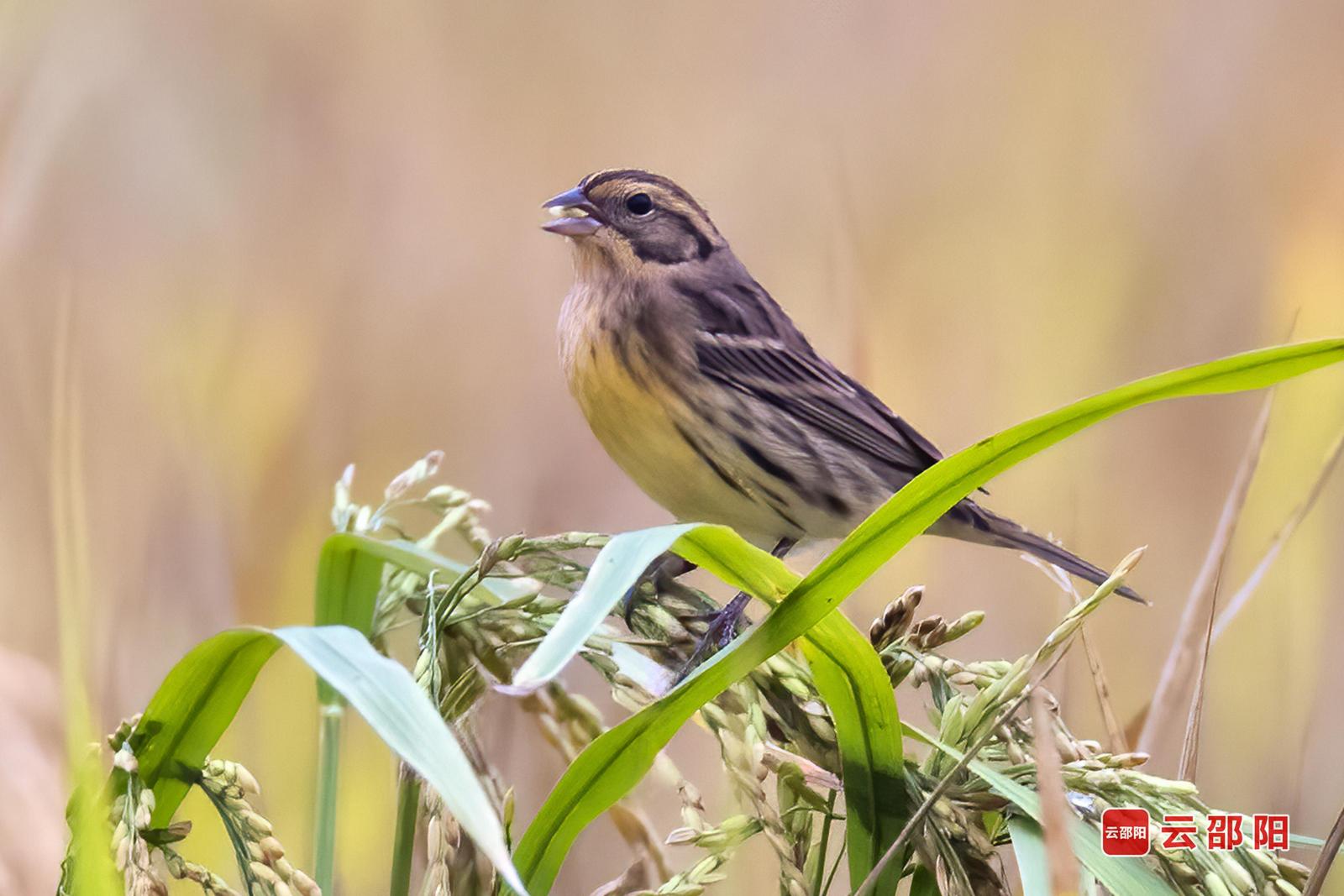 黄胸鵐(国家一级保护)摄于邵东市大禾塘街道