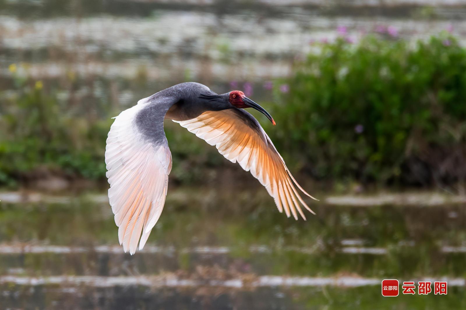 朱鹮(国家一级保护)摄于新宁县崀山镇