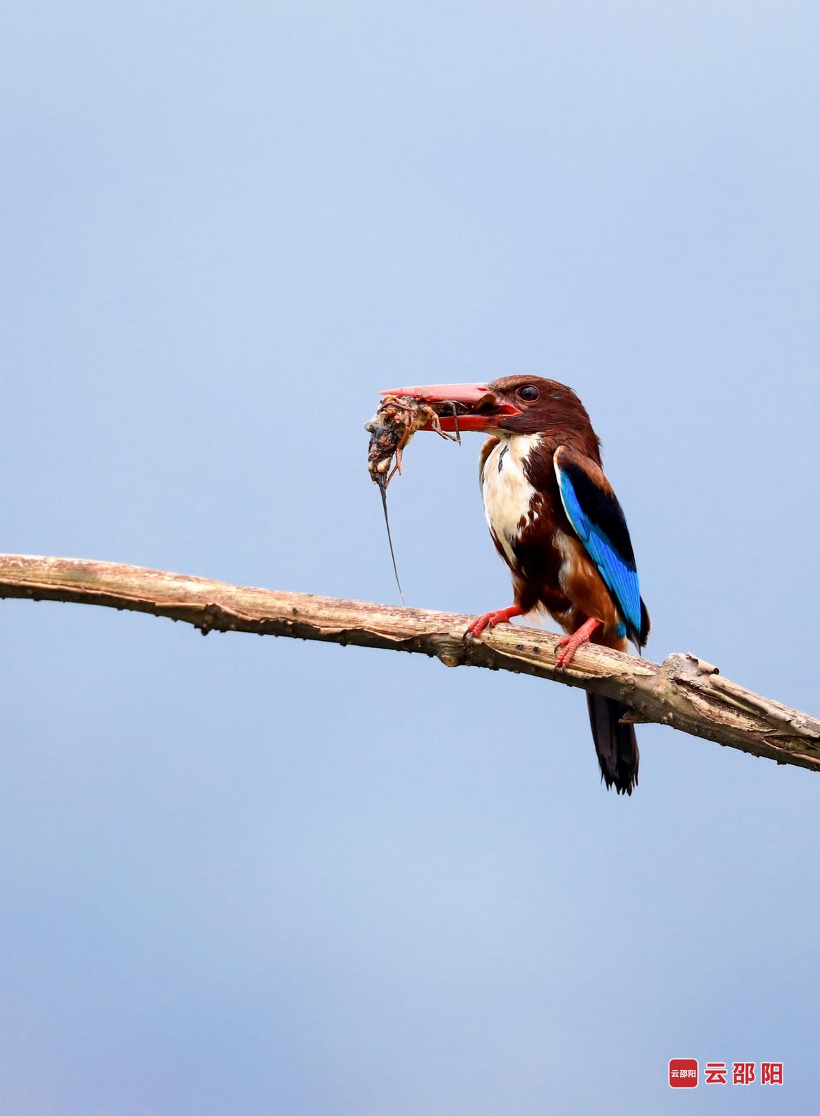 白胸翡翠(国家二级保护)摄于双清区