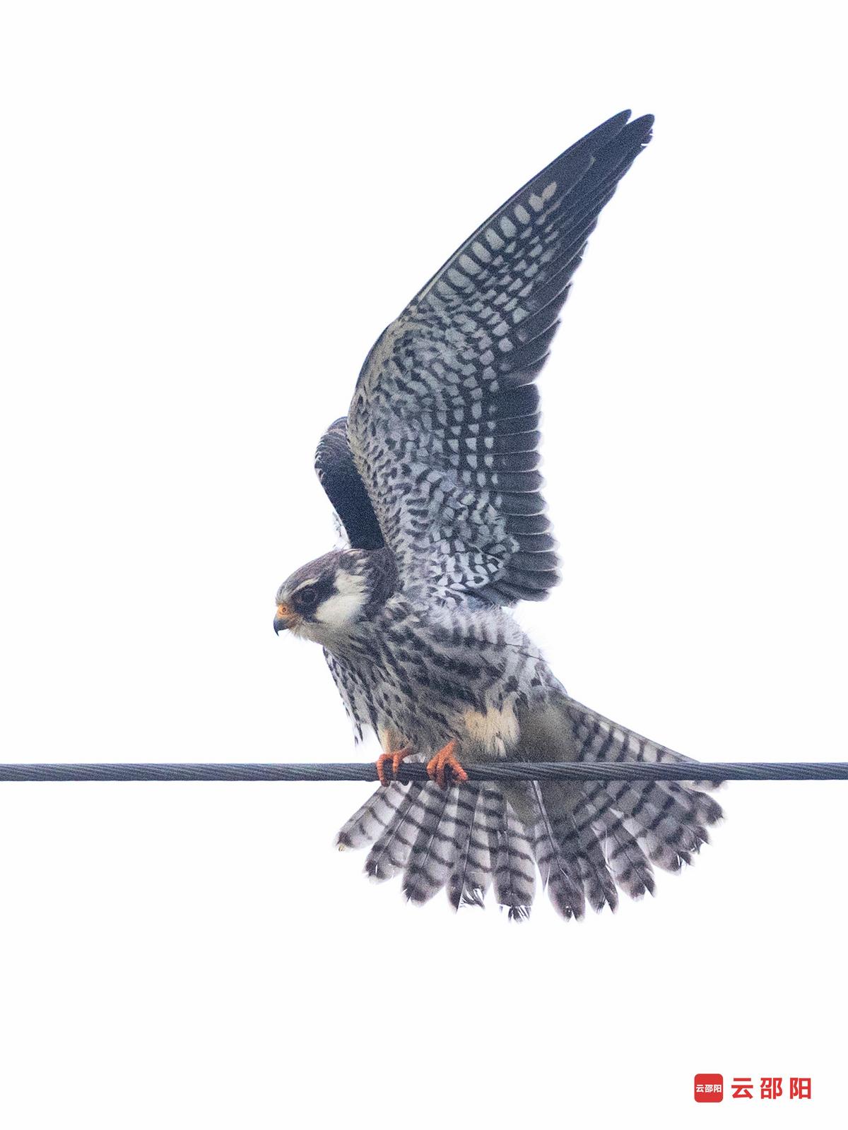 红脚隼(国家二级保护)摄于邵东市大禾塘街道