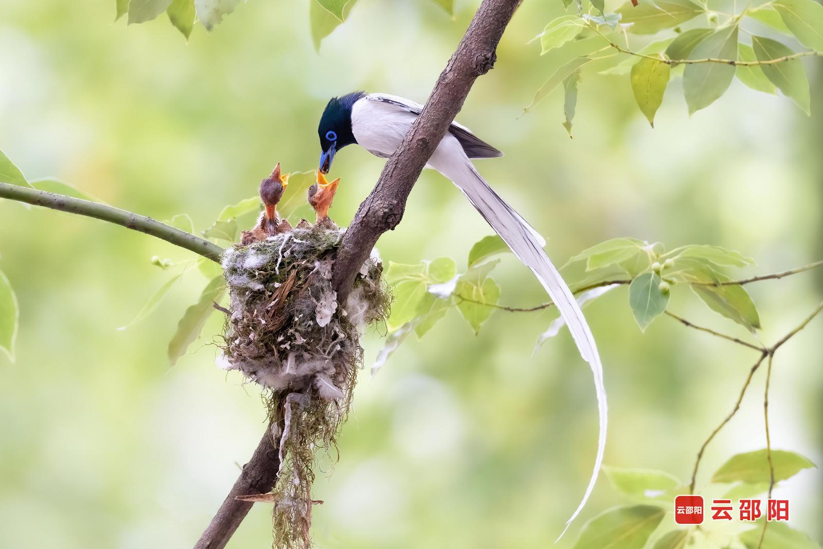 绶带鸟(国家二级保护)摄于武冈市乐洋西路