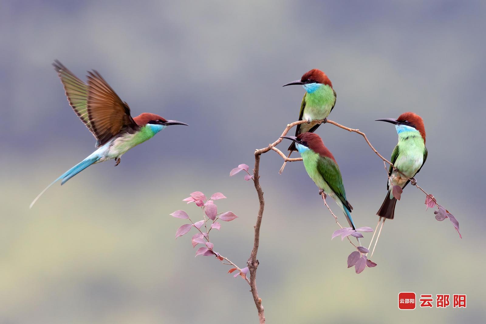 蓝喉蜂虎(国家二级保护)摄于邵东市牛马司镇