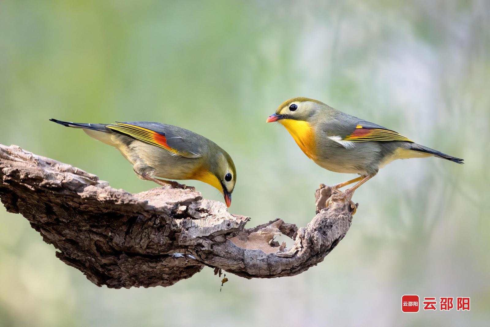 红嘴相思鸟(国家二级保护)摄于隆回县方大公园