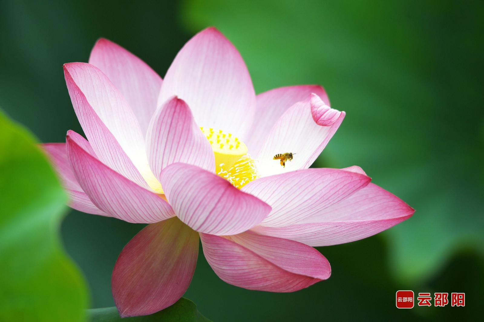 夏日荷韵 严钦龙 摄