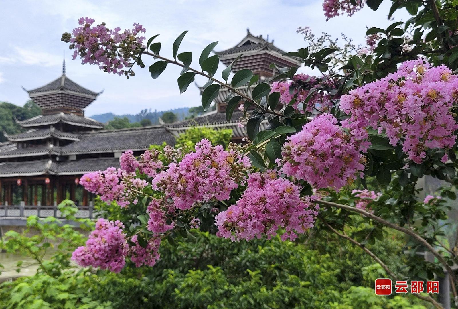 紫微花开 张贻华 摄
