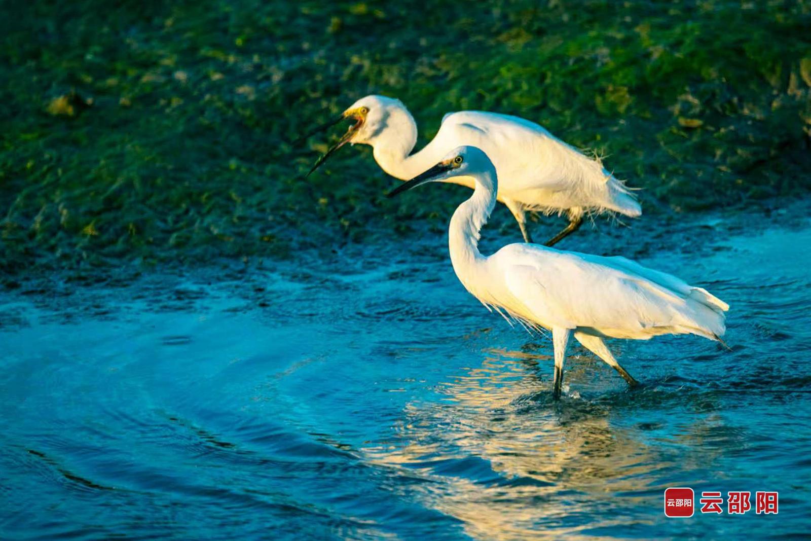 静湖双鹭 孙中坤 摄