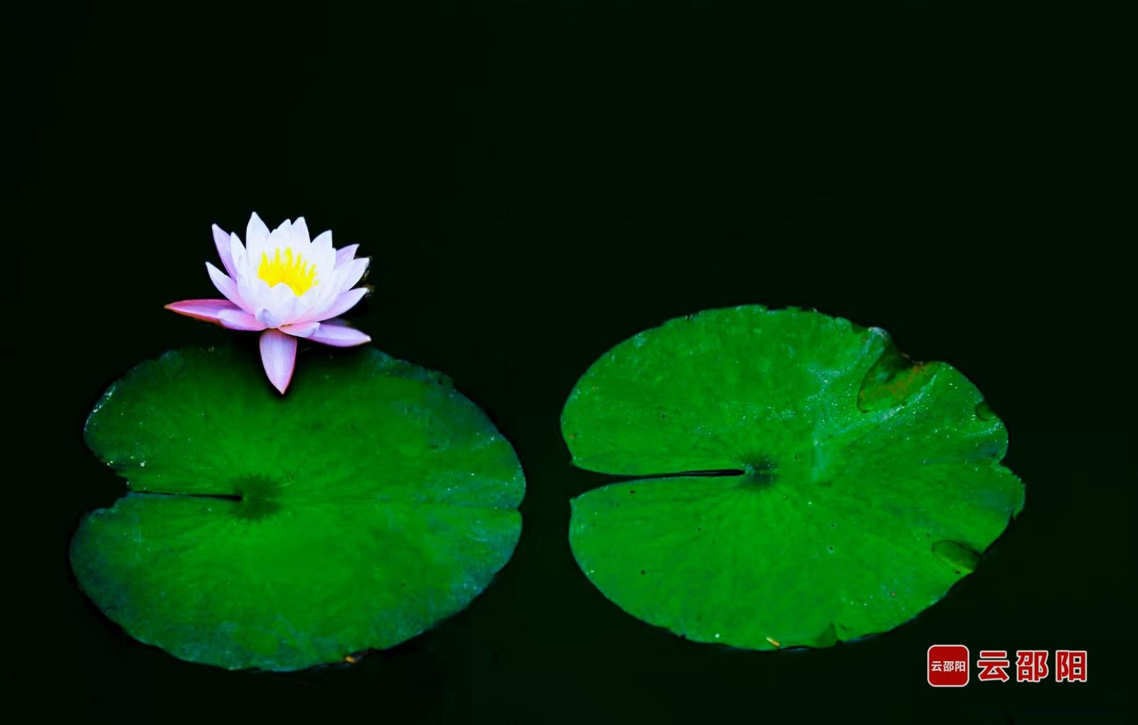 莲花绽放 杨萍 摄