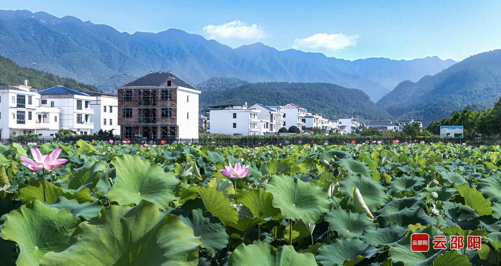 白墙与绿荷交相辉映