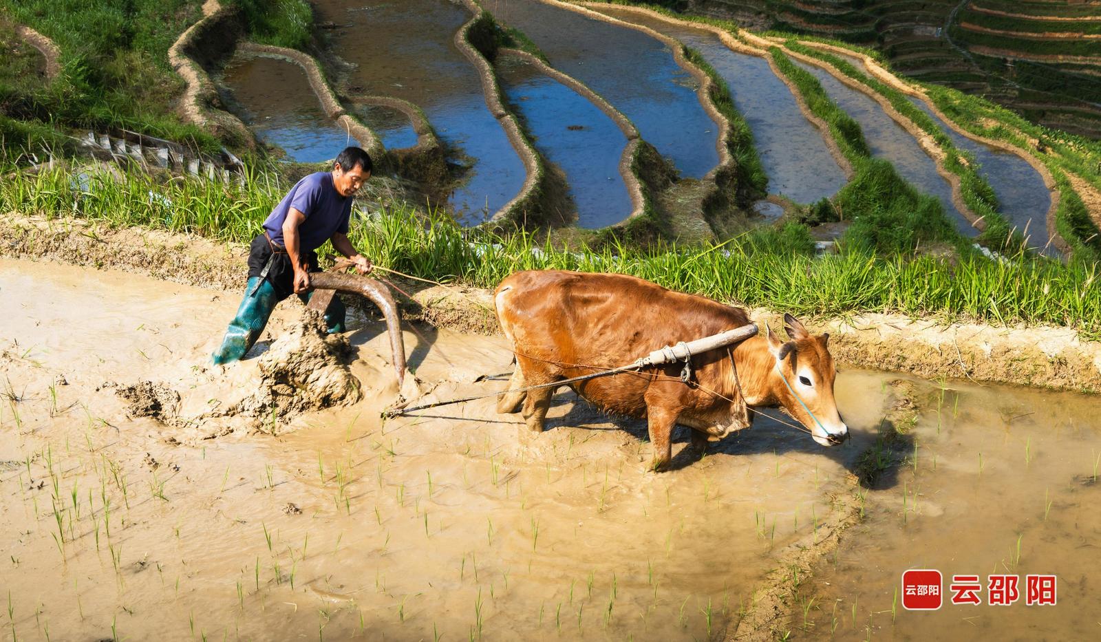 农作 申秀丽 摄