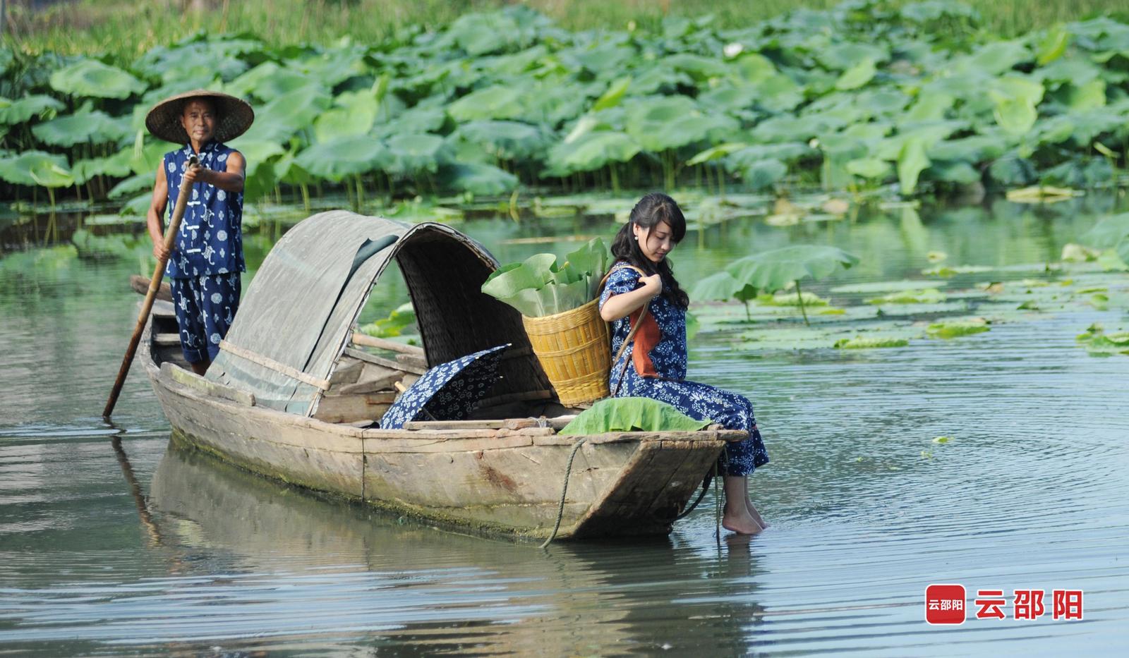 碧莲香 易江波 摄