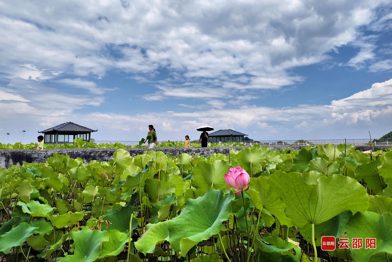 云端荷园 罗理力 摄