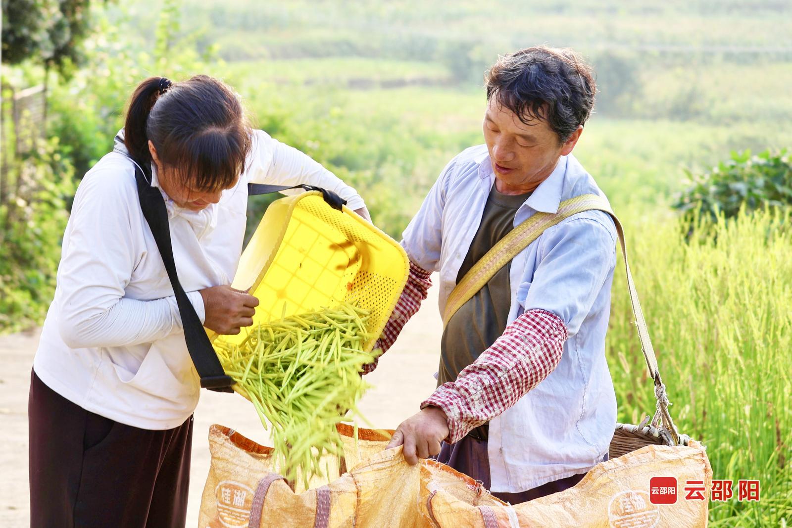 黄花丰收 刘跃华 摄